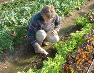 Starting Seedlings, Green Chitting Potatoes and Roselle Dessert Bars Image